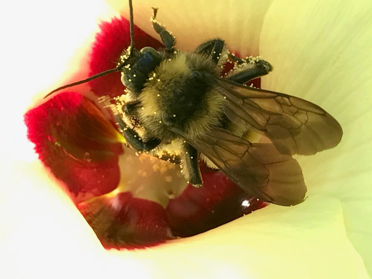 Digital - Fowler, Tixie