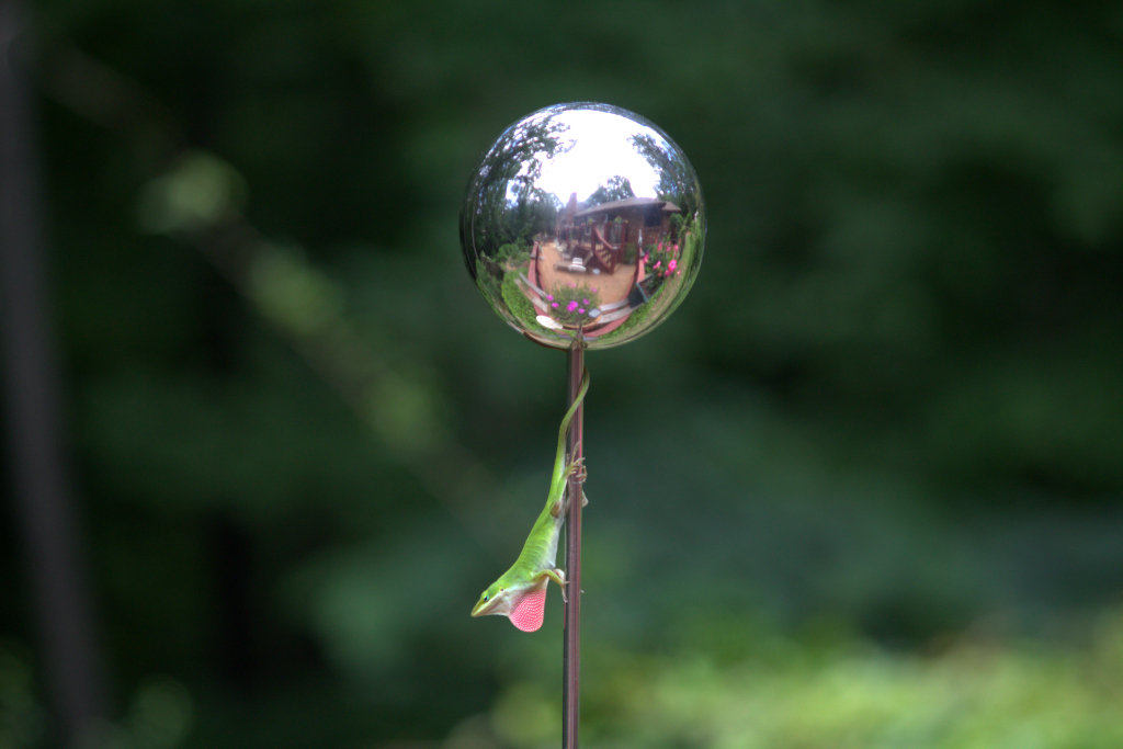 Wildlife - Smith, William