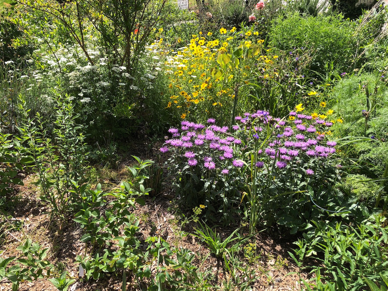 Beauty in pollinator meadow