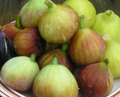 Figs