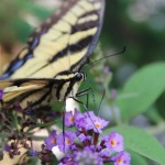 1st Place - Wildlife