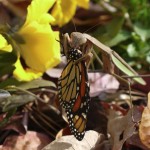 3rd Place - Wildlife